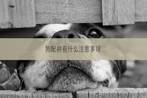 狗配种有什么注意事项