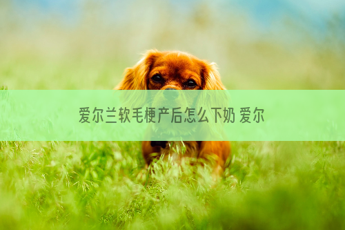 爱尔兰软毛梗产后怎么下奶 爱尔兰软毛梗产后没奶处理方法