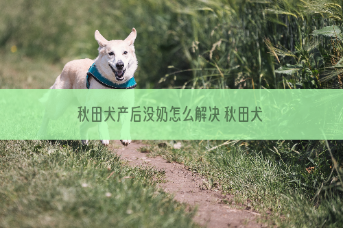 秋田犬产后没奶怎么解决 秋田犬生产后没奶水处理方法