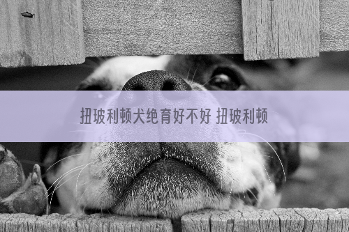 扭玻利顿犬绝育好不好 扭玻利顿犬绝育的优缺点