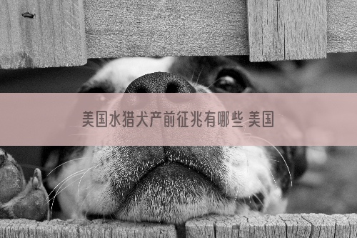 美国水猎犬产前征兆有哪些 美国水猎犬产前准备什么