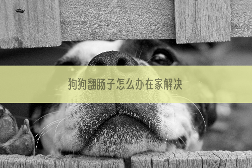 狗狗翻肠子怎么办在家解决