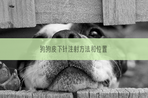 狗狗皮下针注射方法和位置