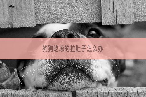 狗狗吃凉的拉肚子怎么办