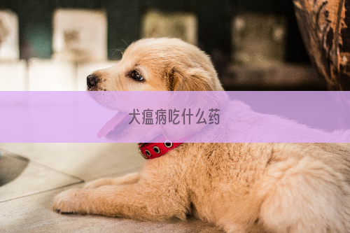 犬瘟病吃什么药