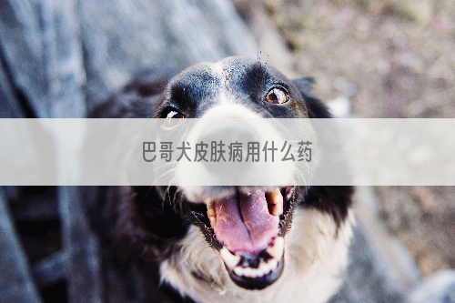 巴哥犬皮肤病用什么药