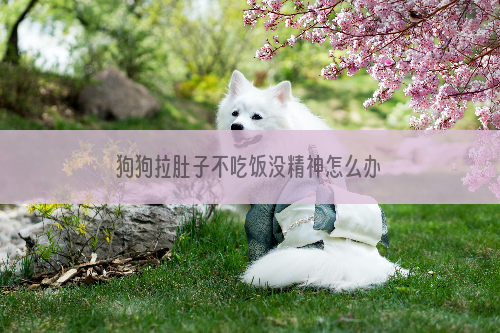 狗狗拉肚子不吃饭没精神怎么办