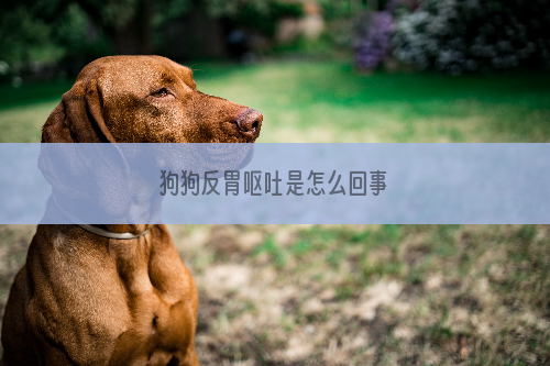 狗狗反胃呕吐是怎么回事