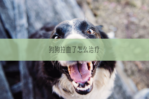 狗狗拉血了怎么治疗