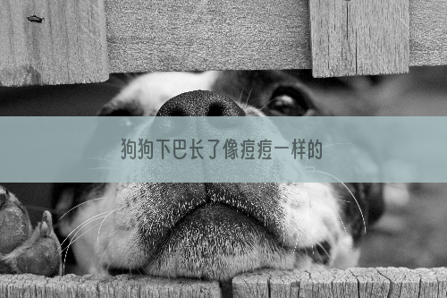 狗狗下巴长了像痘痘一样的