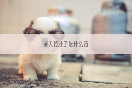 柴犬拉肚子吃什么药