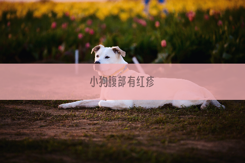 小狗腹部有红疹