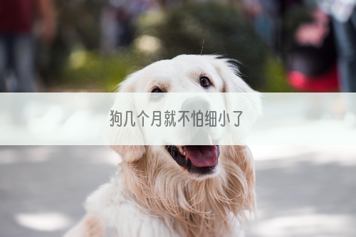 狗几个月就不怕细小了