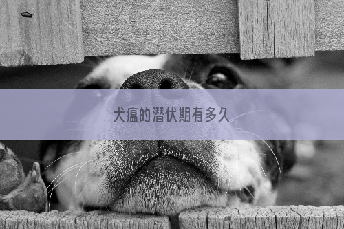 犬瘟的潜伏期有多久