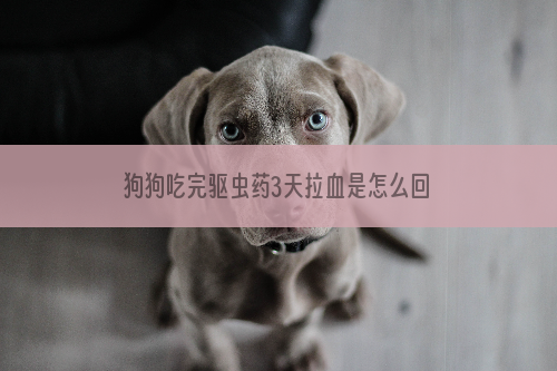 狗狗吃完驱虫药3天拉血是怎么回事