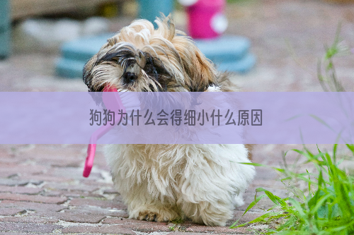 狗狗为什么会得细小什么原因
