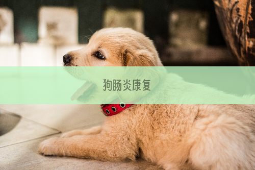 狗肠炎康复