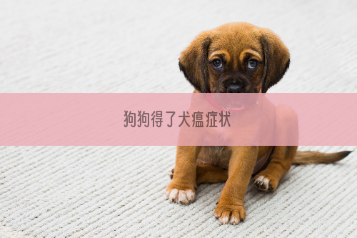 狗狗得了犬瘟症状