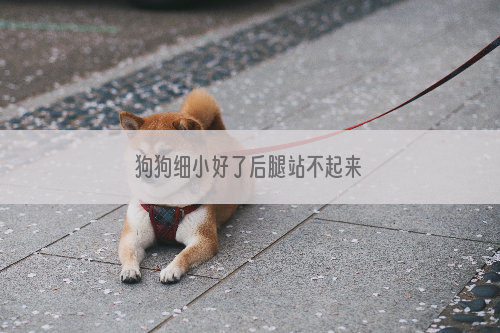 狗狗细小好了后腿站不起来