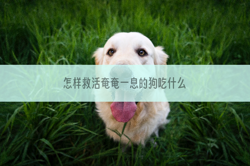 怎样救活奄奄一息的狗吃什么