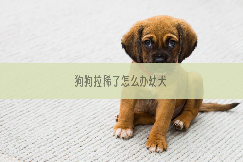 狗狗拉稀了怎么办幼犬