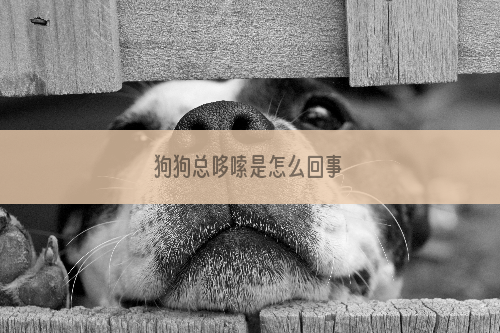 狗狗总哆嗦是怎么回事