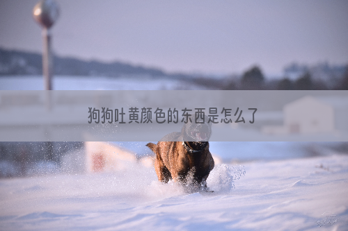 狗狗吐黄颜色的东西是怎么了
