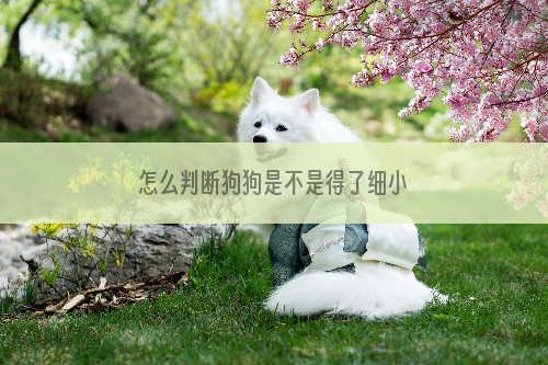 怎么判断狗狗是不是得了细小