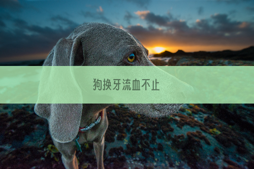 狗换牙流血不止