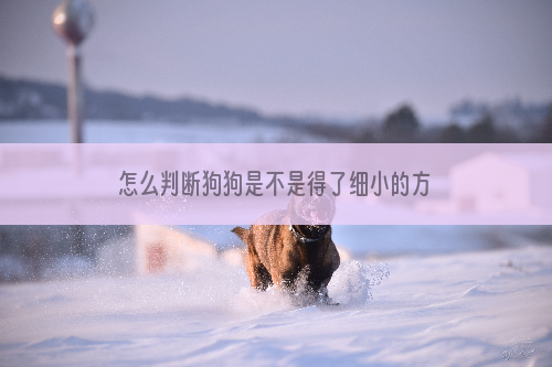 怎么判断狗狗是不是得了细小的方法