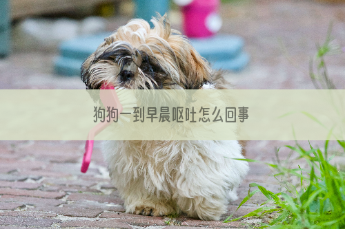 狗狗一到早晨呕吐怎么回事