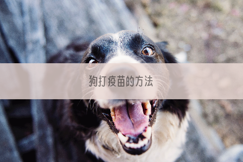 狗打疫苗的方法