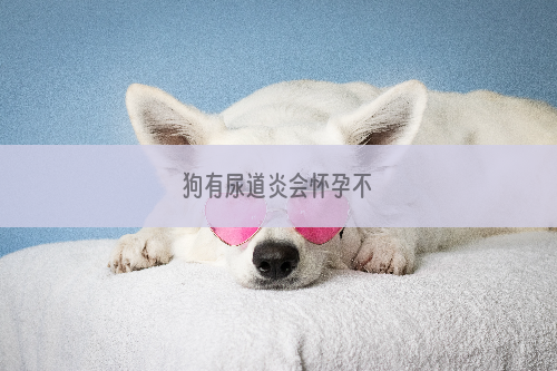 狗有尿道炎会怀孕不