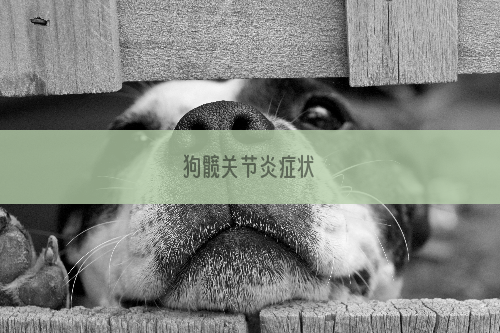 狗髋关节炎症状