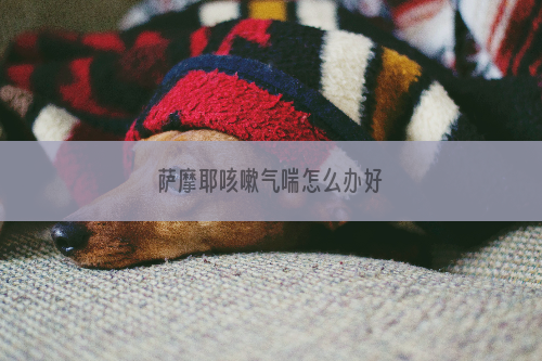 萨摩耶咳嗽气喘怎么办好