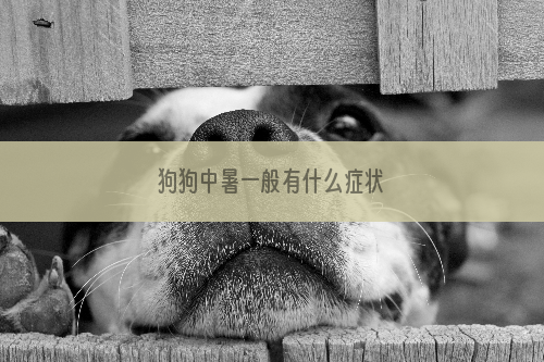 狗狗中暑一般有什么症状