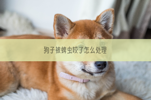 狗子被蜱虫咬了怎么处理