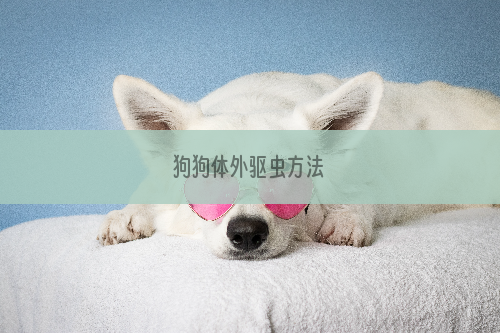 狗狗体外驱虫方法