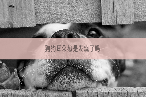 狗狗耳朵热是发烧了吗