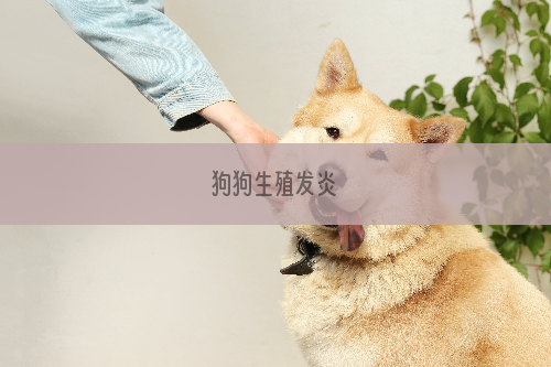 狗狗生殖发炎