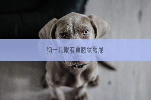 狗一只眼有黄脓状眼屎