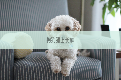 狗狗腿上长癣