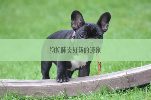 狗狗肺炎好转的迹象