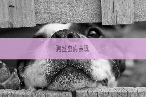 狗丝虫病表现