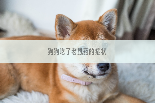 狗狗吃了老鼠药的症状