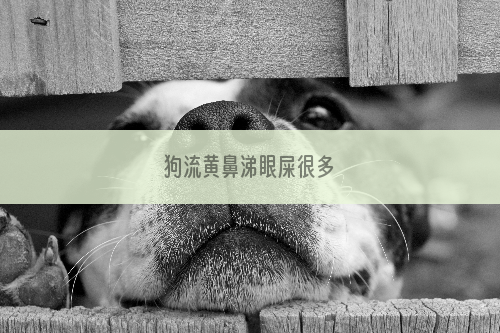 狗流黄鼻涕眼屎很多