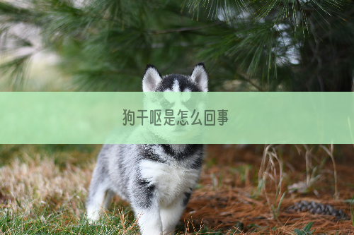 狗干呕是怎么回事