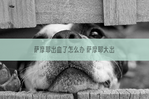 萨摩耶出血了怎么办 萨摩耶大出血怎么办