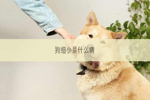 狗细小是什么病