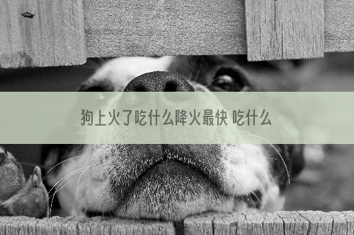 狗上火了吃什么降火最快 吃什么东西能给狗降火